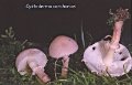 Cystoderma carcharias-amf745